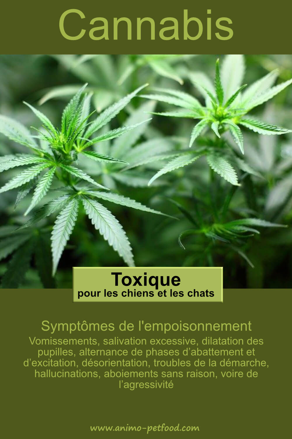 danger cannabis pour chien et chats